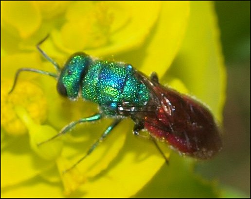 Chrysis ignita 1