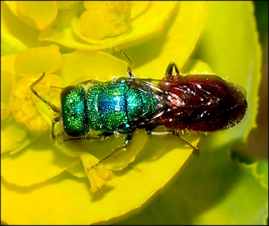 Chrysis ignita 2