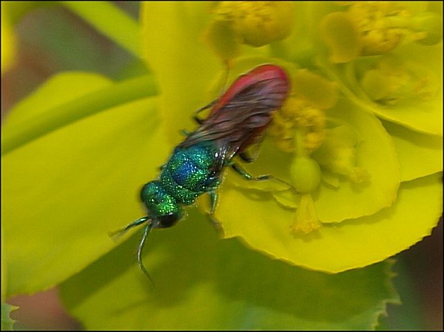 Chrysis ignita 3