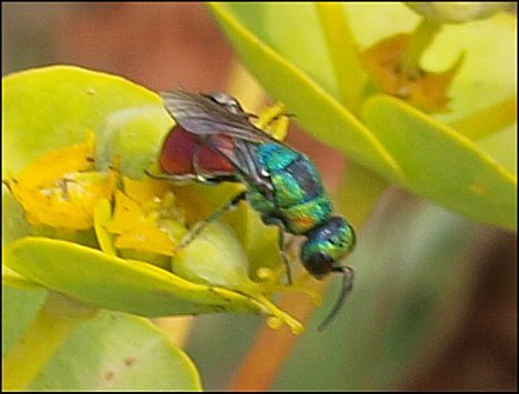 Chrysis ignita 5