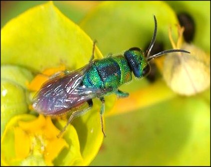 Chrysis ignita 6