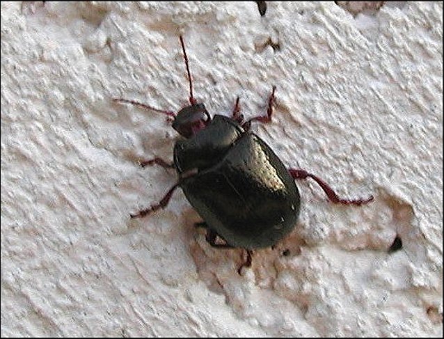 Chrysolina bankii 1