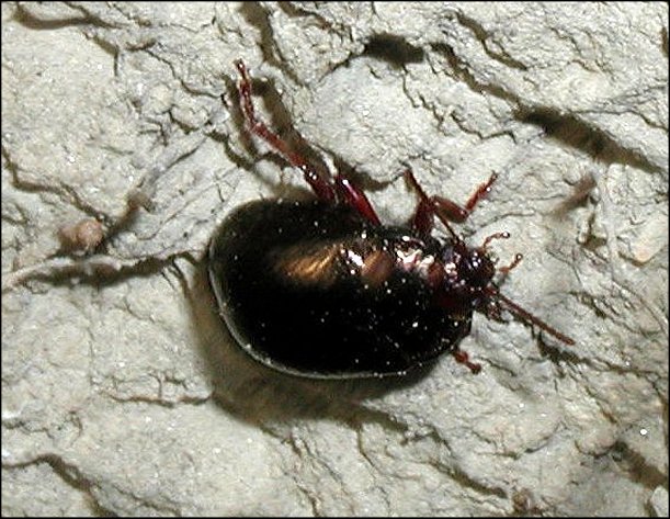 Chrysolina bankii 3