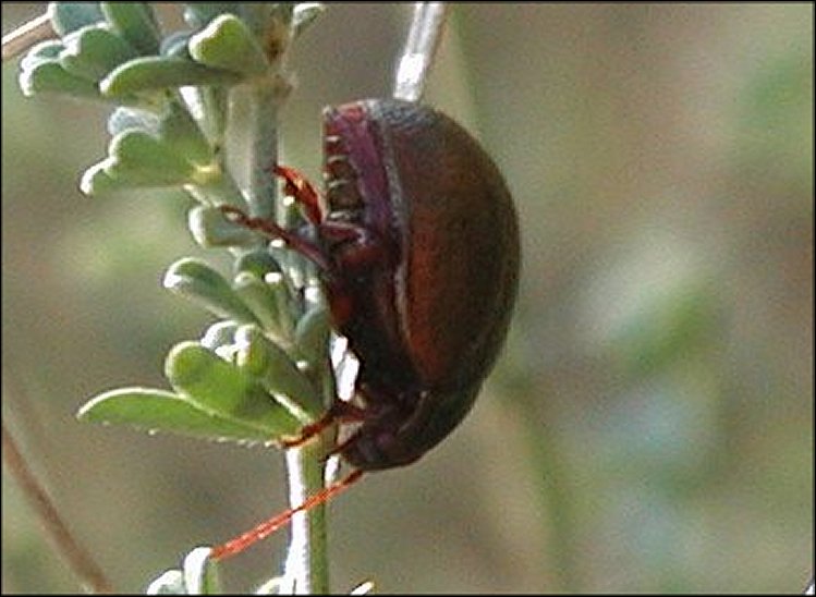 Chrysolina bankii 4