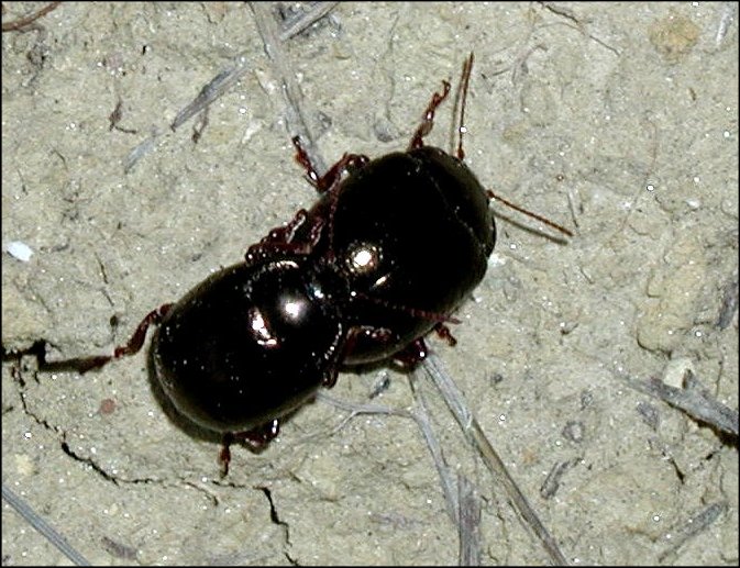 Chrysolina bankii 5