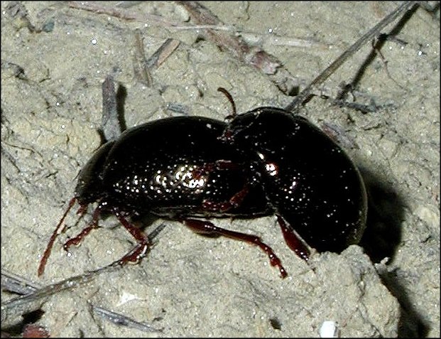 Chrysolina bankii 6