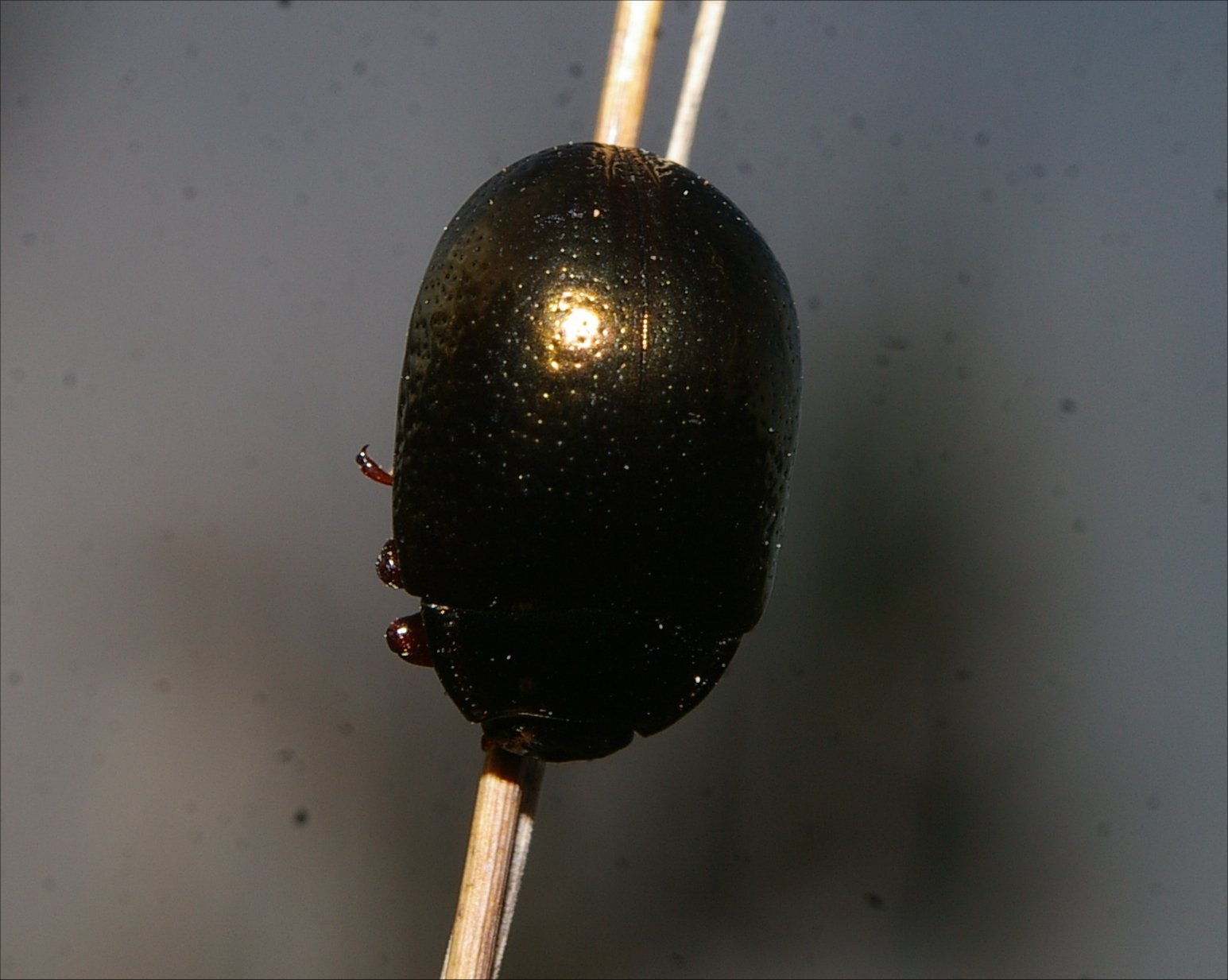 Chrysolina bankii Vendres
