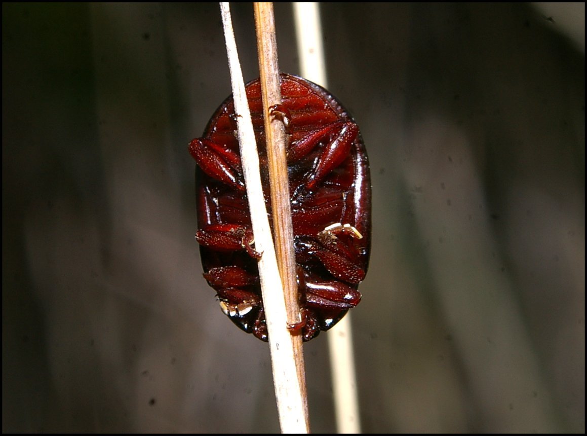 Chrysolina bankii Vendres