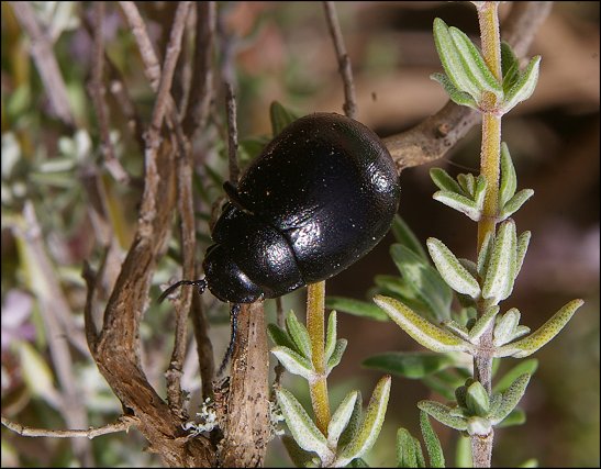 Chrysolina femoralis 1