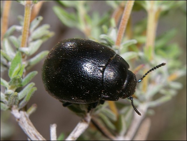 Chrysolina femoralis 2