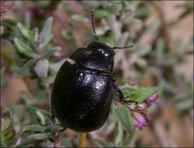 Chrysolina femoralis 3