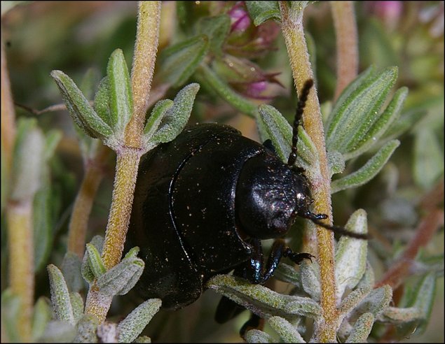 Chrysolina femoralis 4