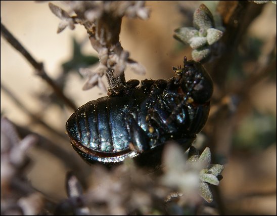 Chrysolina femoralis 5