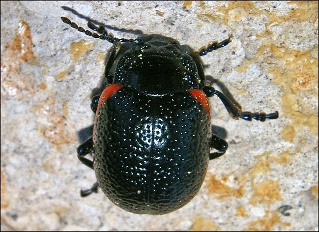 Chrysolina kuesteri 1