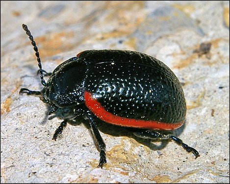 Chrysolina kuesteri 3