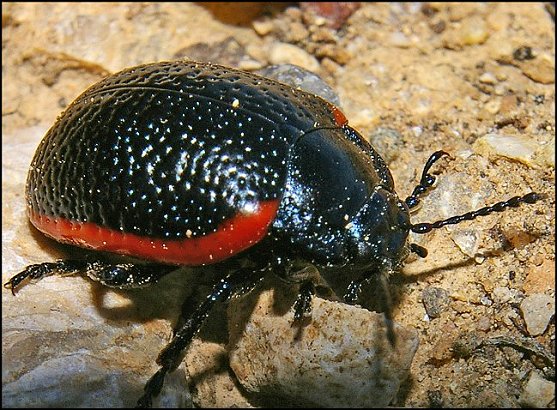 Chrysolina kuesteri 4