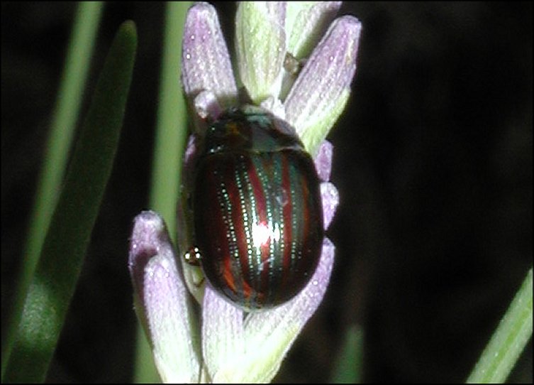 Chrysomela americana 1