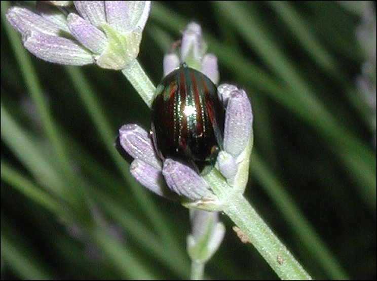 Chrysomela americana 2