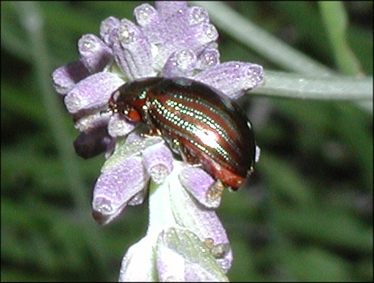 Chrysomela americana 3