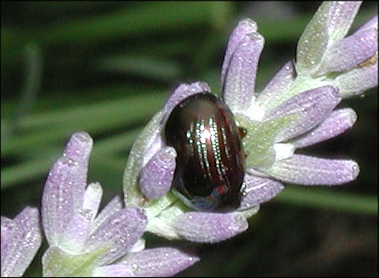 Chrysomela americana 4