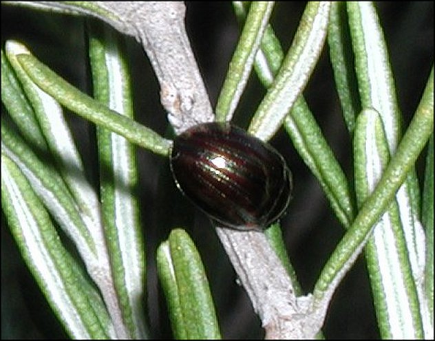 Chrysomela americana 5