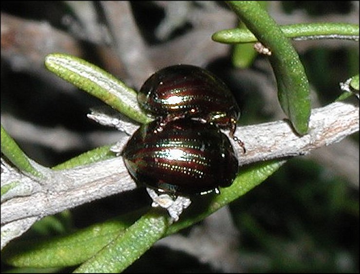 Chrysomela americana 7