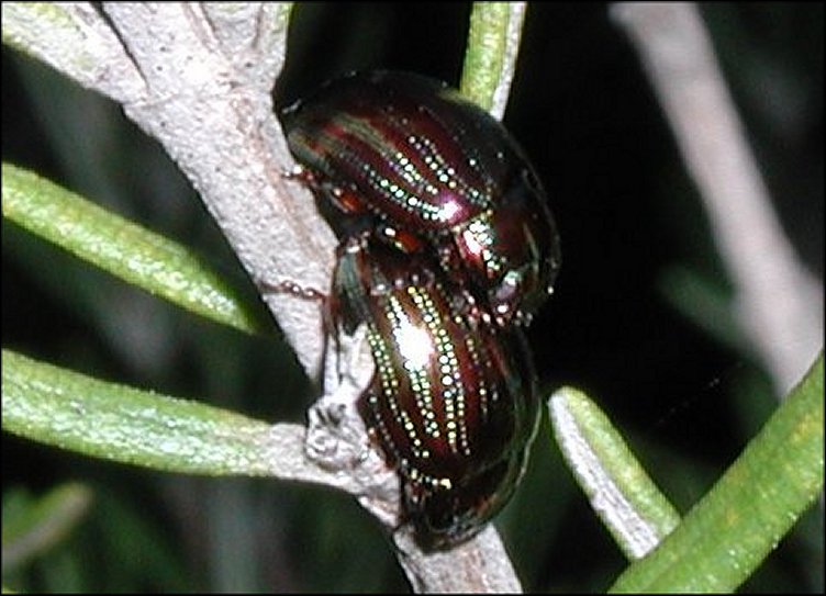 Chrysomela americana 8