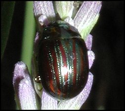 Chrysomle amricaine