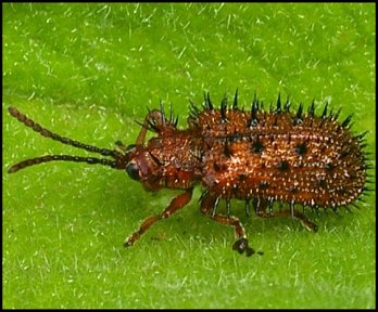 Chrysomle des Cistes