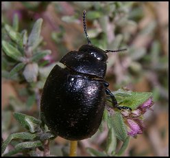 Chrysomle du Thym