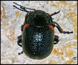 Chrysomle margine