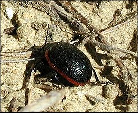 Chrysomle sanguinolente