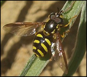 Chrysotoxe