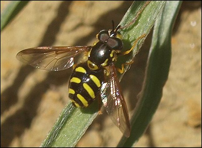 Chrysotoxum intermedium 1