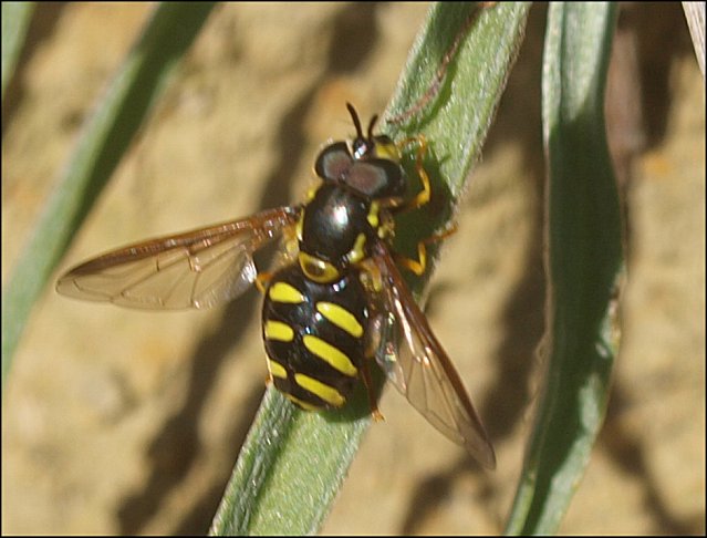 Chrysotoxum intermedium 2