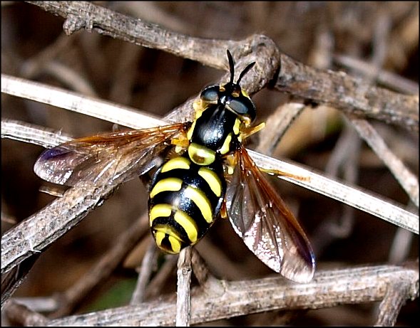 Chrysotoxum intermedium 3