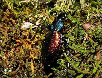 Chrysotribax hispanus 1