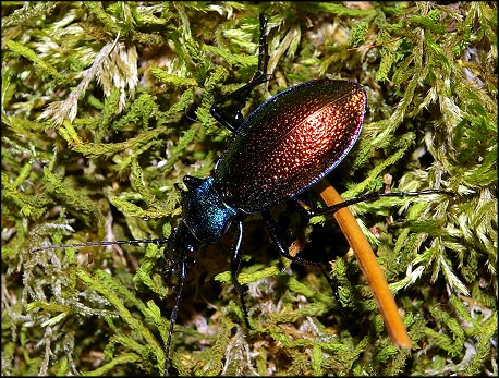 Chrysotribax hispanus 2