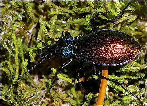 Chrysotribax hispanus 3
