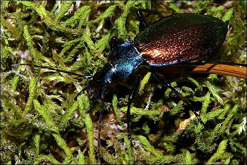 Chrysotribax hispanus 4