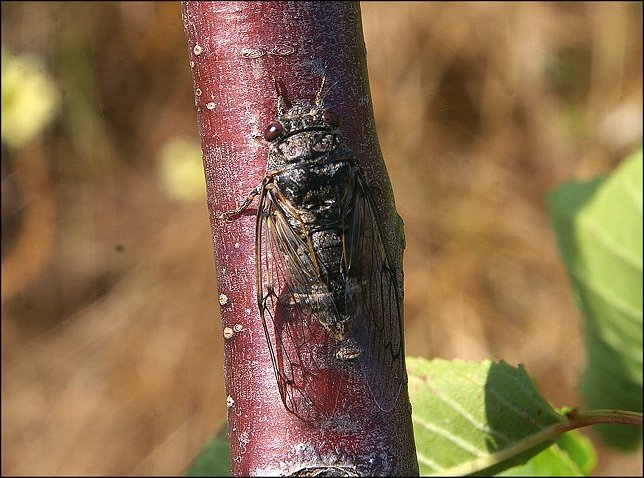 Cicadata atra 1