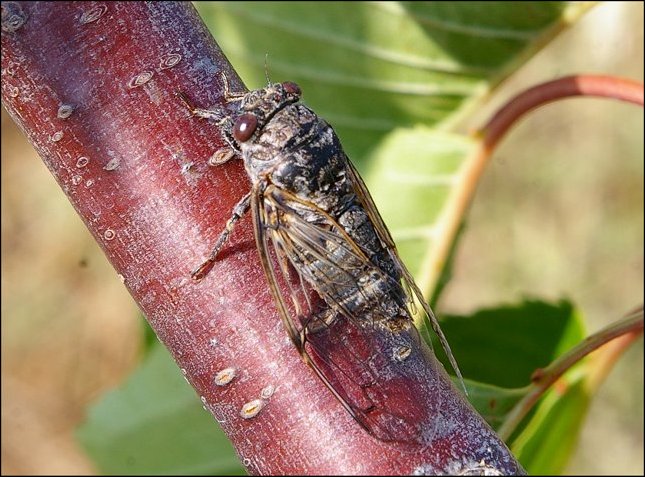 Cicadata atra 2