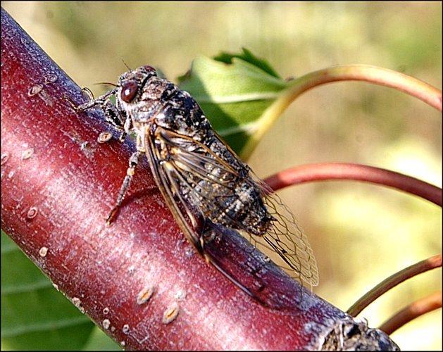 Cicadata atra 3