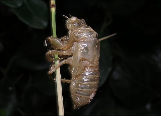 Cicadatra atra 4