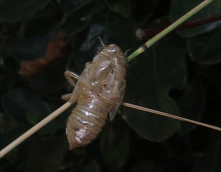 Cicadatra atra 5