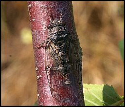 Cicadette noire