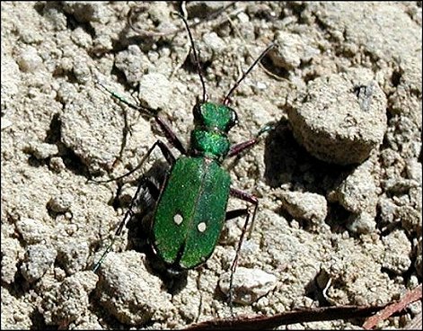Cicindela camp.1