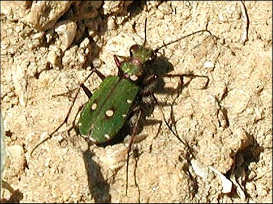 Cicindela camp.2