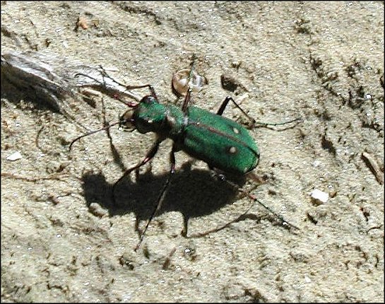 Cicindela camp.3