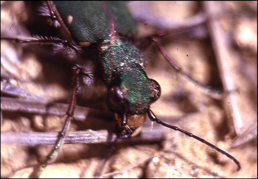 Cicindela camp.4